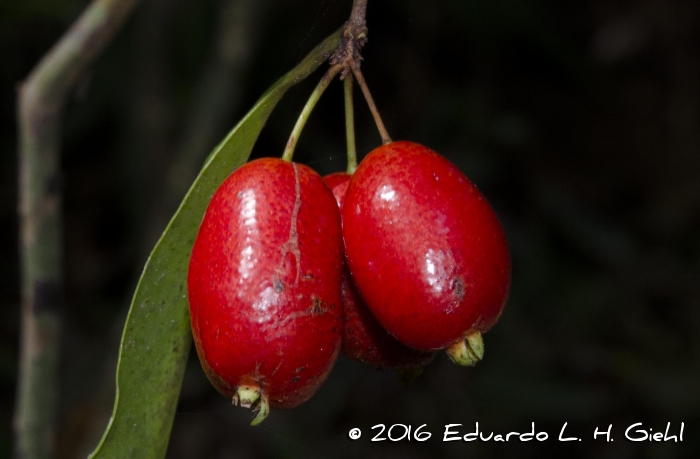 Eugenia stigmatosa