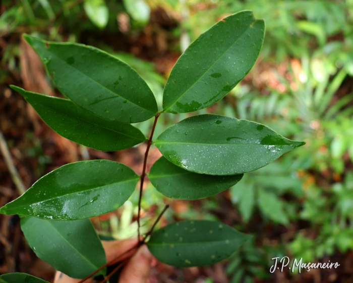 Eugenia stigmatosa