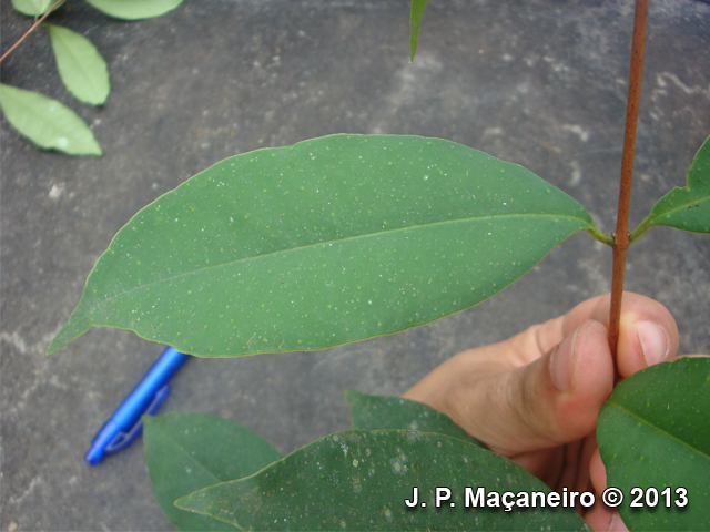 Eugenia stigmatosa