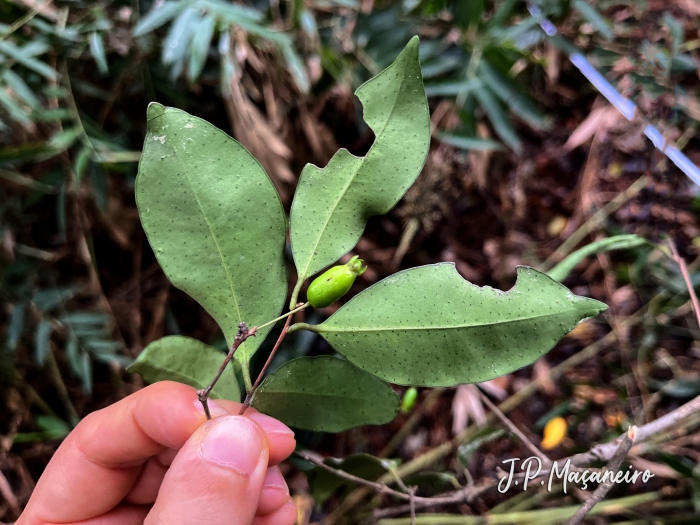 Eugenia stigmatosa