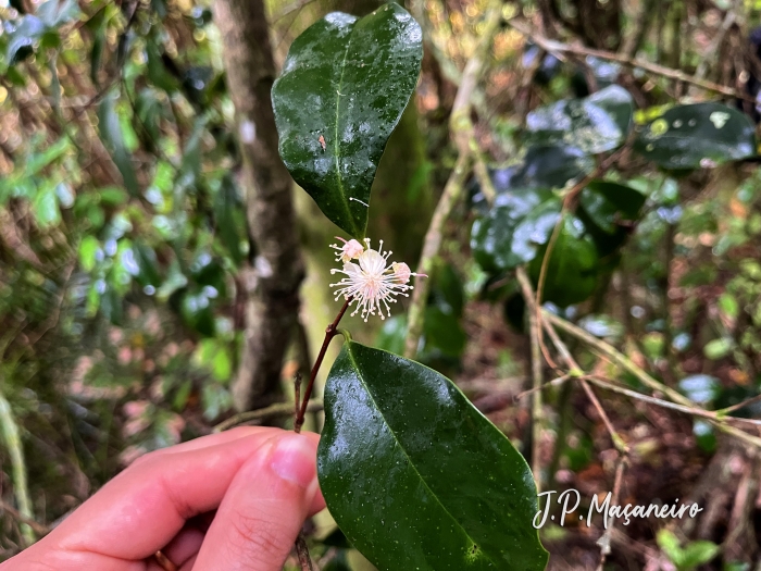 Eugenia stigmatosa