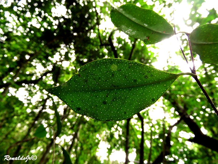 Eugenia stigmatosa