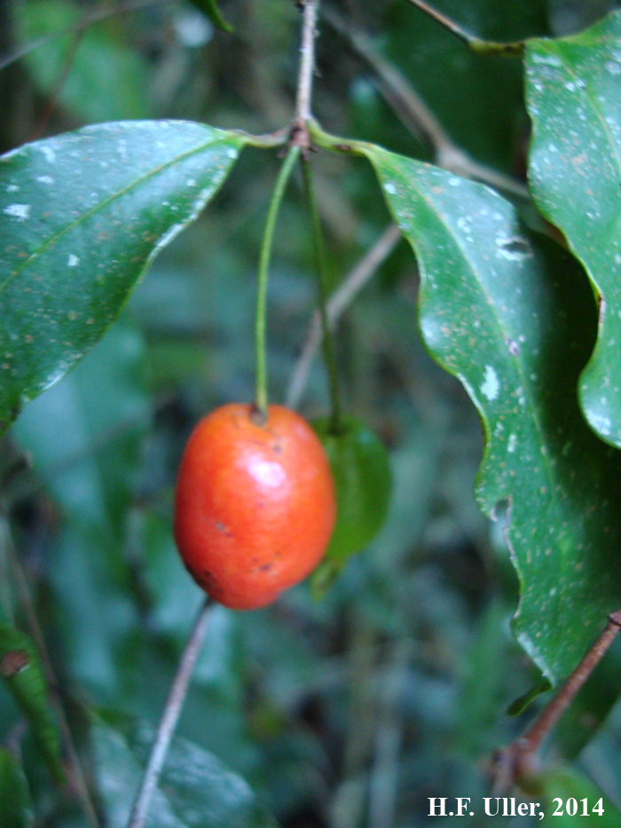 Eugenia stigmatosa