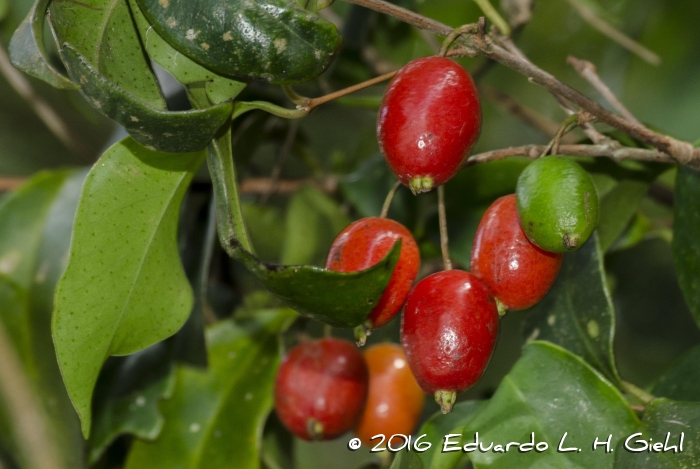 Eugenia stigmatosa