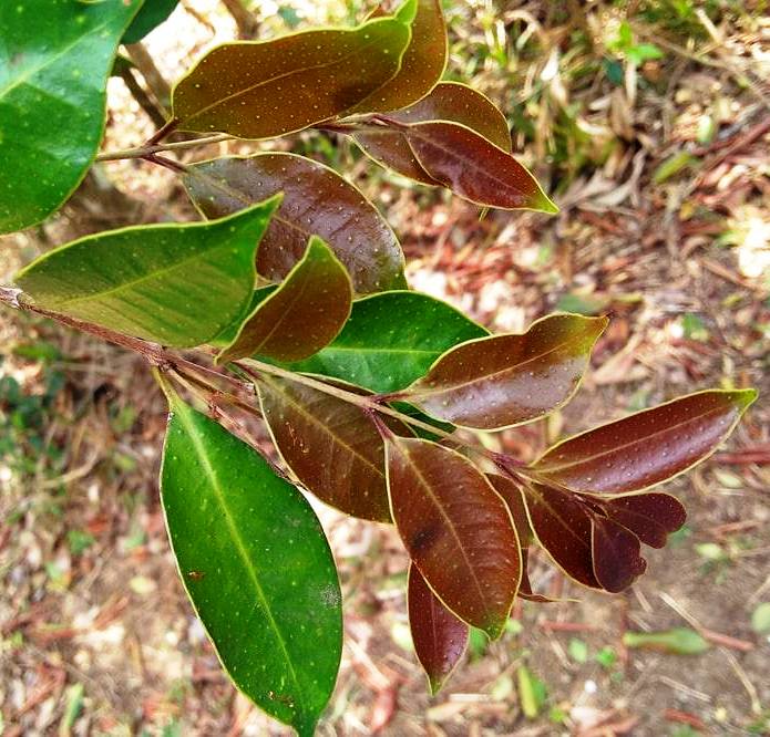 Eugenia stigmatosa