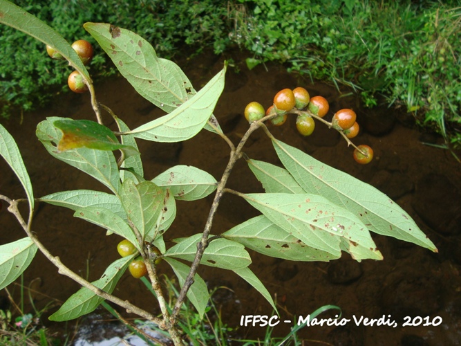 Citharexylum solanaceum