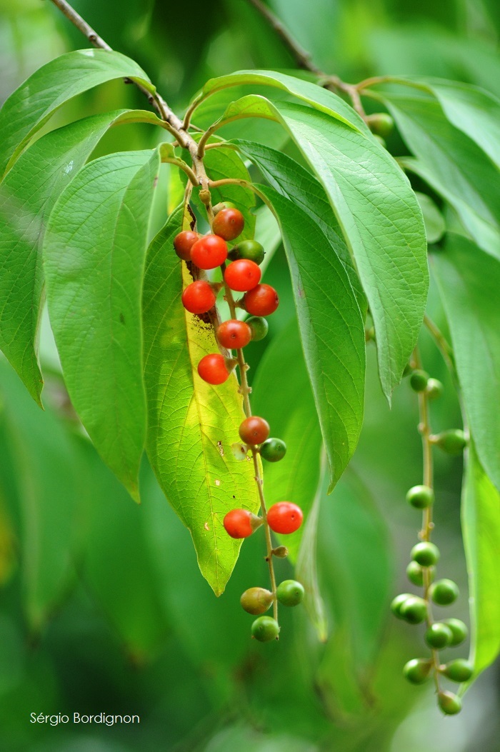 Citharexylum solanaceum