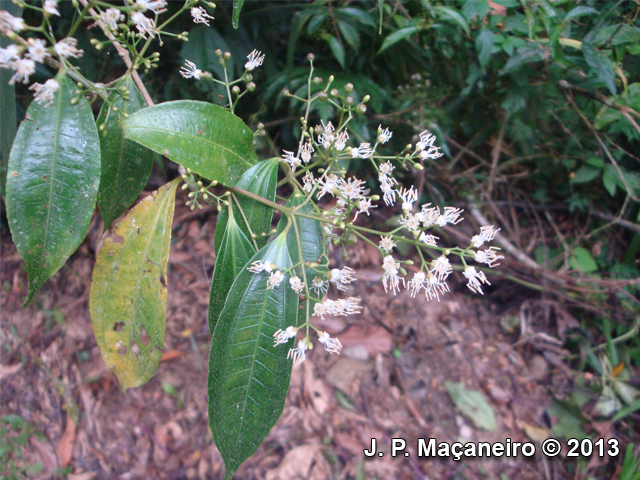 Miconia tristis