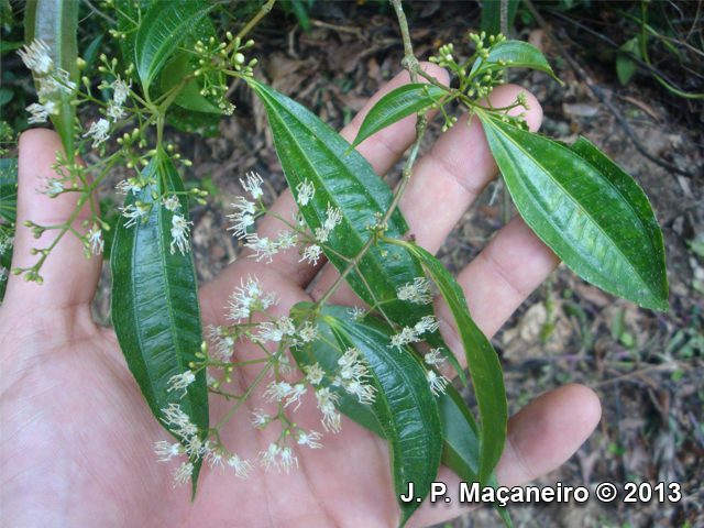 Miconia tristis