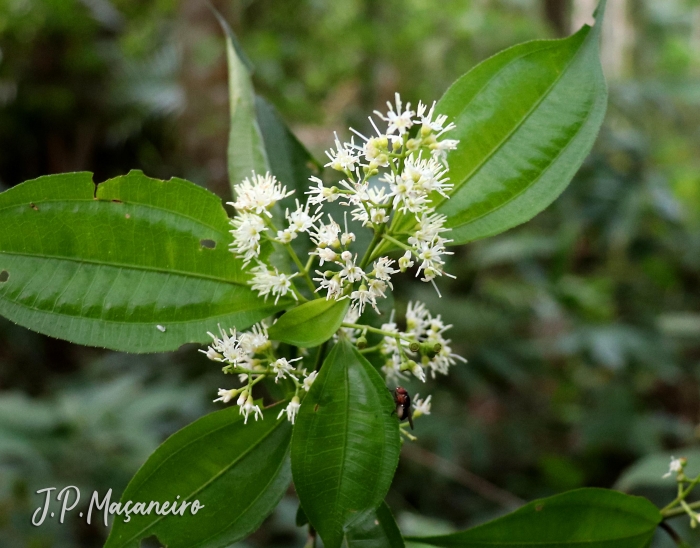 Miconia tristis