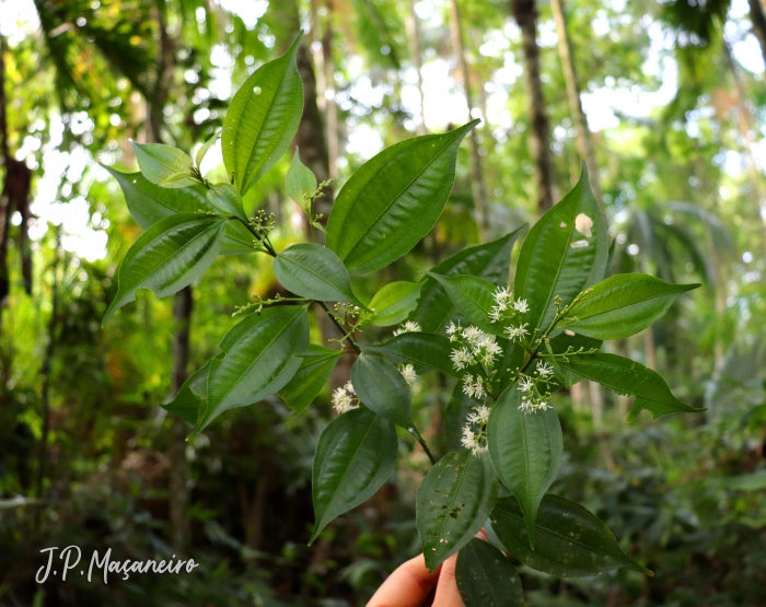 Miconia tristis