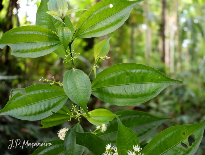 Miconia tristis