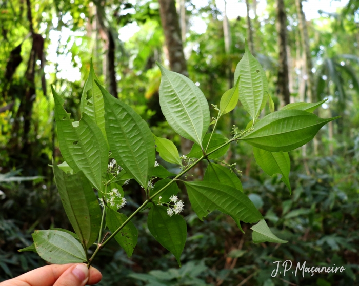 Miconia tristis