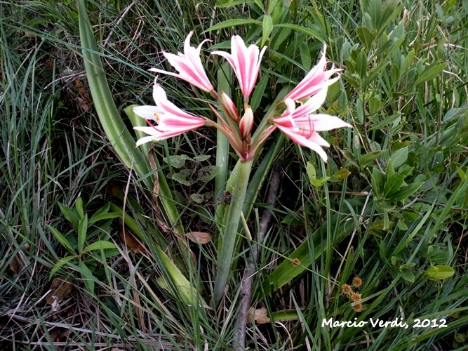 Hippeastrum breviflorum