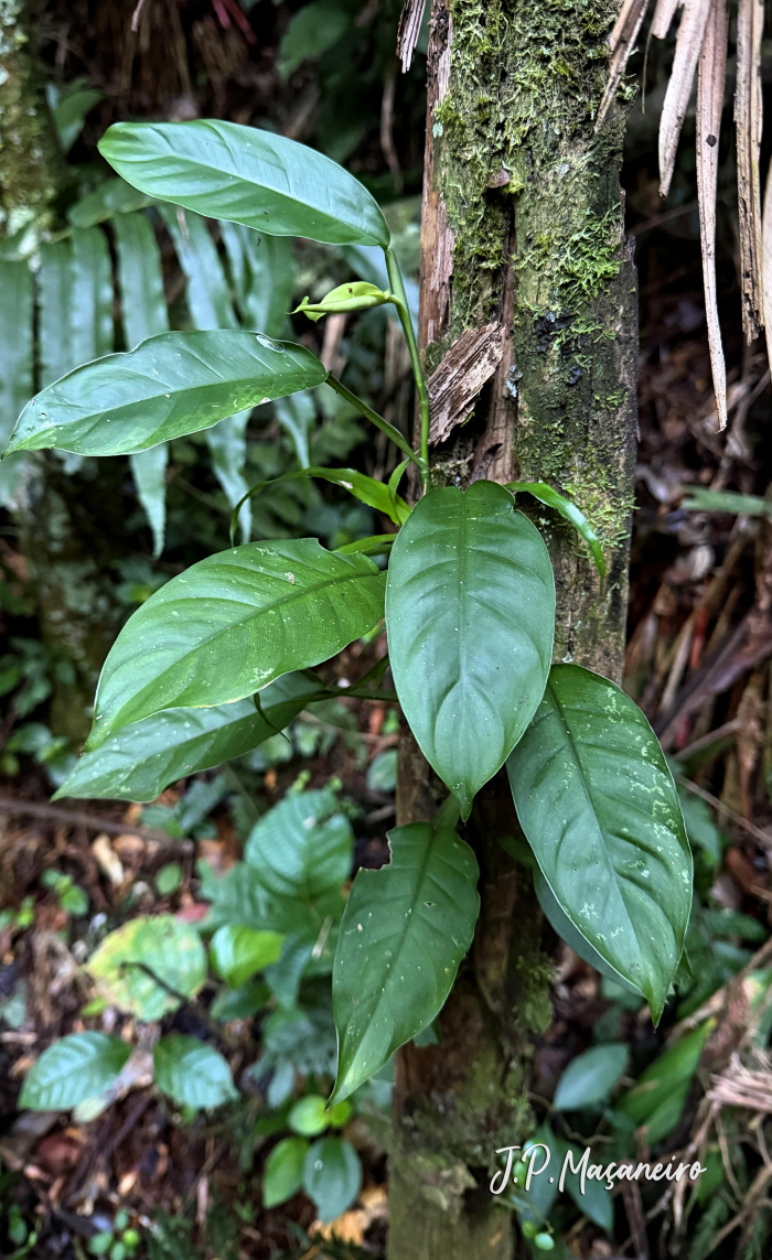 Philodendron propinquum