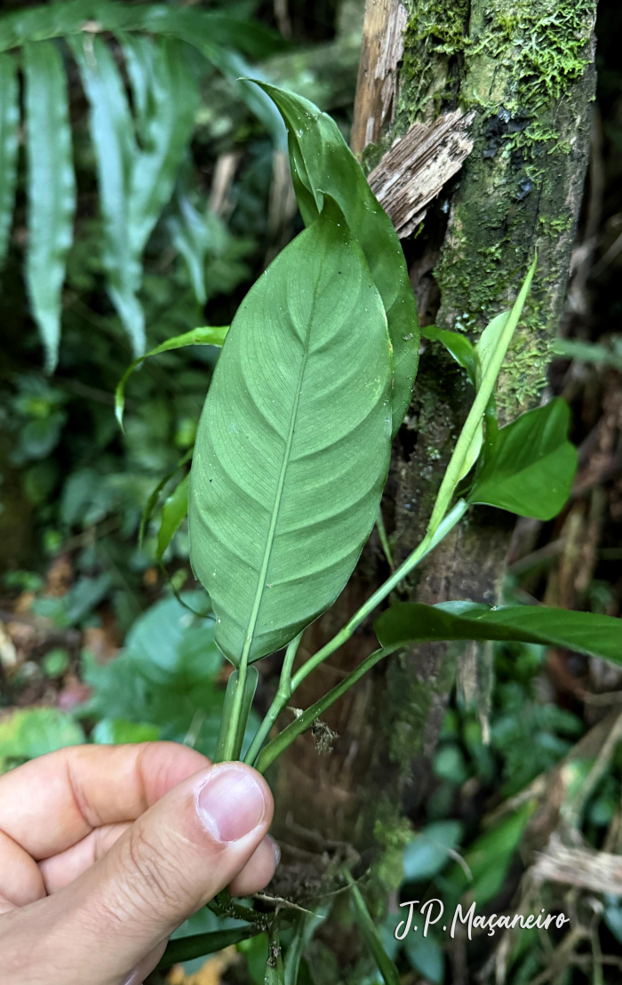 Philodendron propinquum