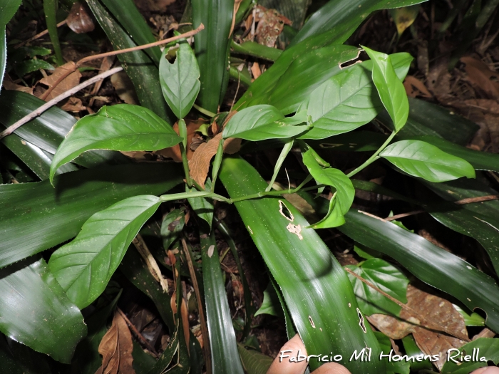 Philodendron propinquum