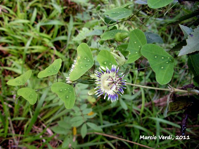 Passiflora porophylla