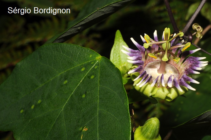 Passiflora porophylla