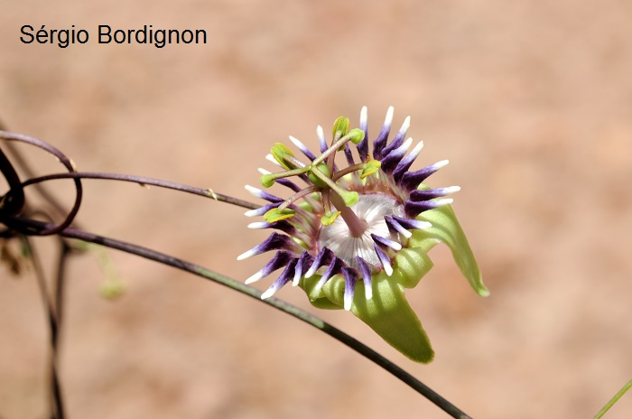 Passiflora porophylla