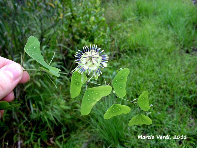 Passiflora porophylla