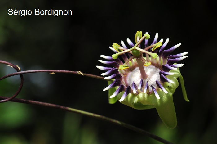 Passiflora porophylla