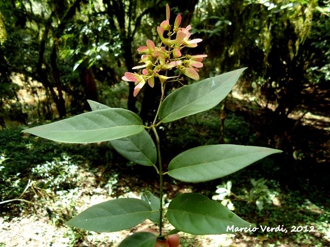 Heteropterys microcarpa