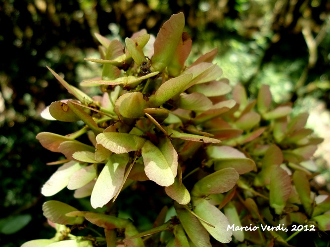 Heteropterys microcarpa