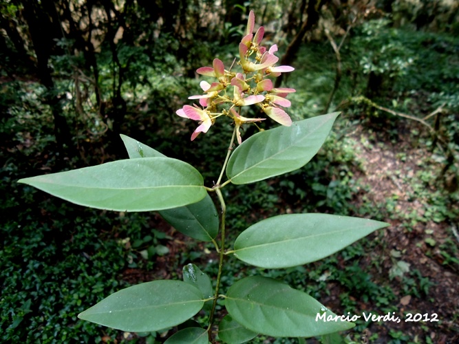 Heteropterys microcarpa