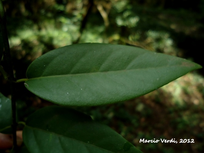 Heteropterys microcarpa