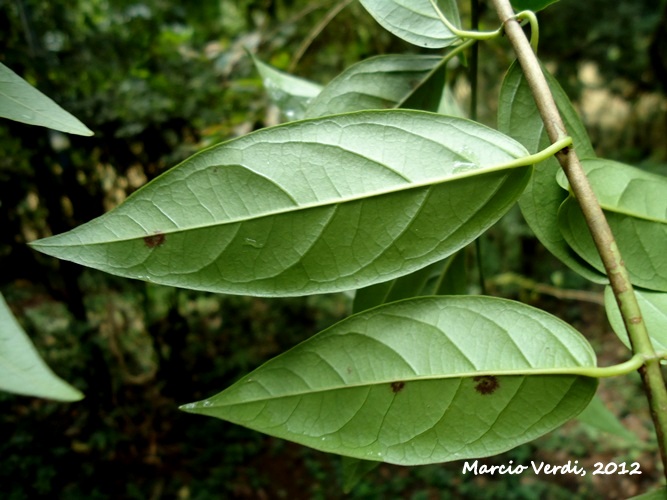 Heteropterys microcarpa