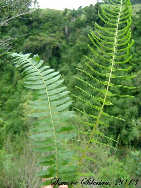 Blechnum occidentale auriculatum