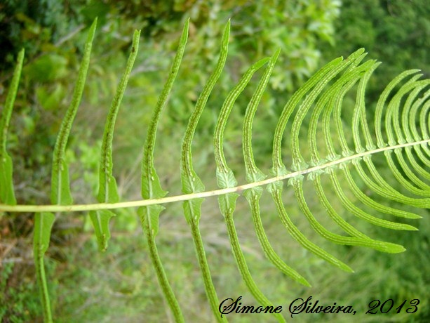Blechnum occidentale auriculatum