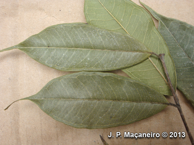 Myrcia racemosa