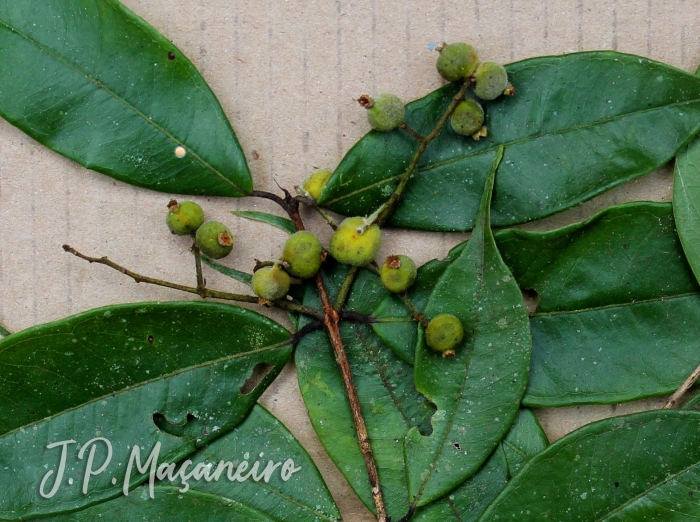 Myrcia racemosa