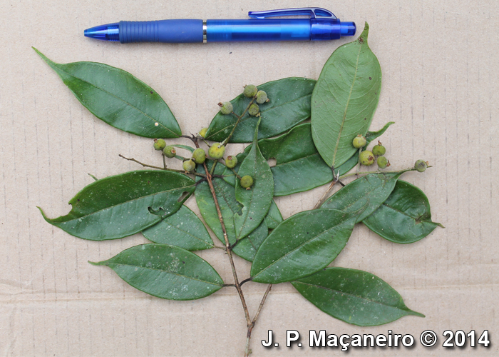 Myrcia racemosa