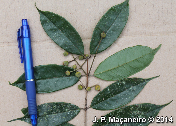 Myrcia racemosa