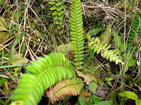 Blechnum spicant