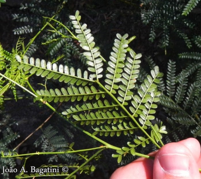 Mimosa sobralii