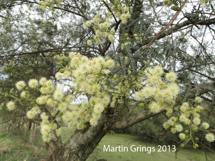 Mimosa sobralii