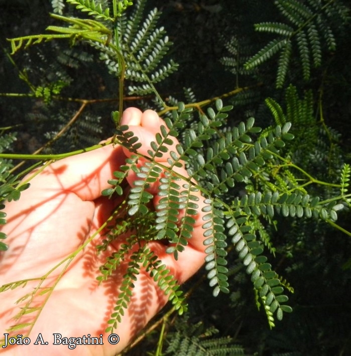 Mimosa sobralii