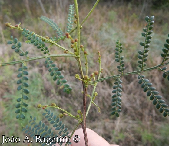 Mimosa sobralii