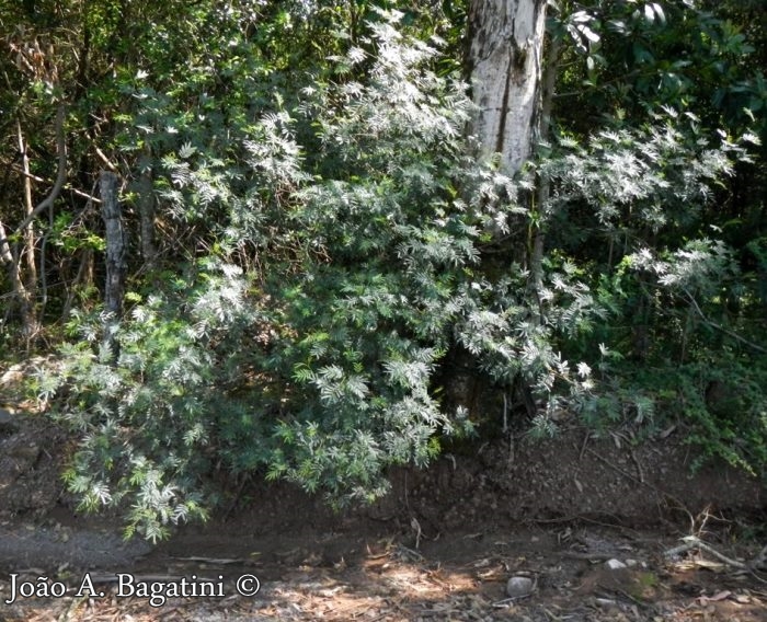 Mimosa sobralii