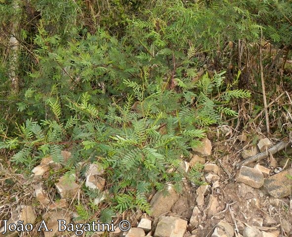 Mimosa sobralii