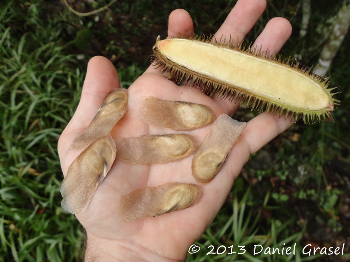 Bignonia sciuripabula