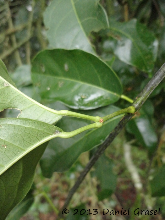 Bignonia sciuripabula
