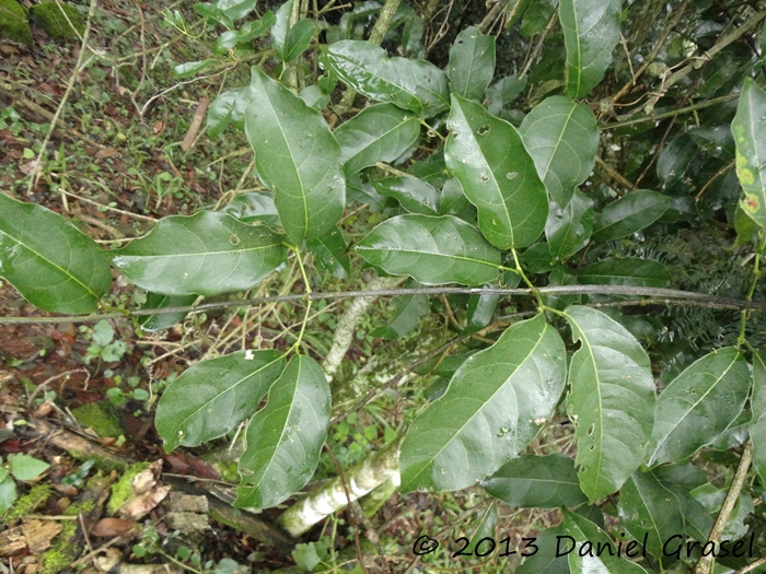 Bignonia sciuripabula