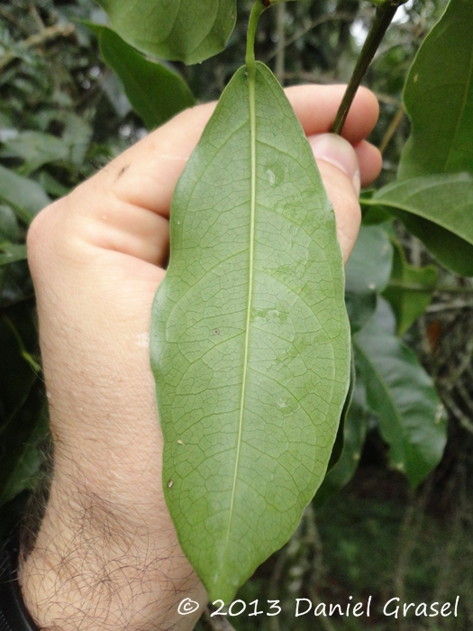 Bignonia sciuripabula