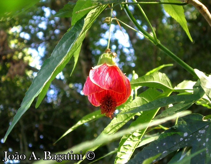 Callianthe striata