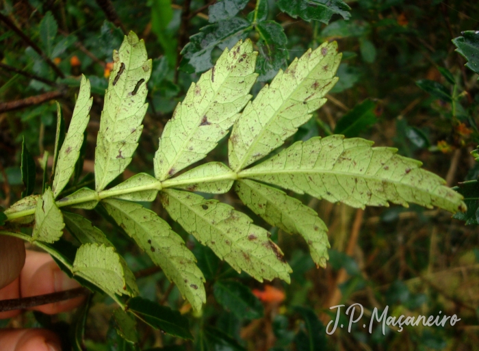 Weinmannia discolor